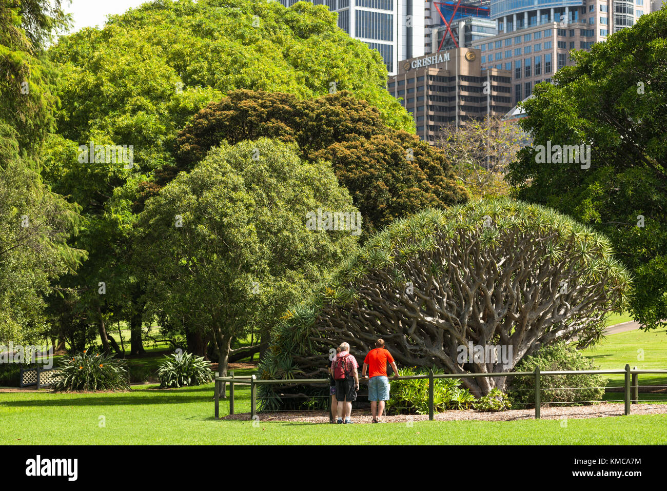 Sydney giardini botanici con lo skyline della citta', Nuovo Galles del Sud, Australia. Foto Stock