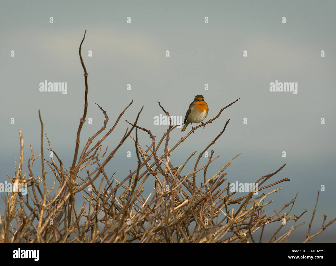 Robin, Erithacus rubecula, singolo adulto arroccato nella boccola con cielo chiaro sfondo, Lancashire, Regno Unito Foto Stock