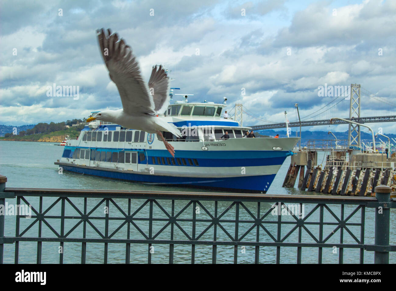 Seagull in san francisco Foto Stock