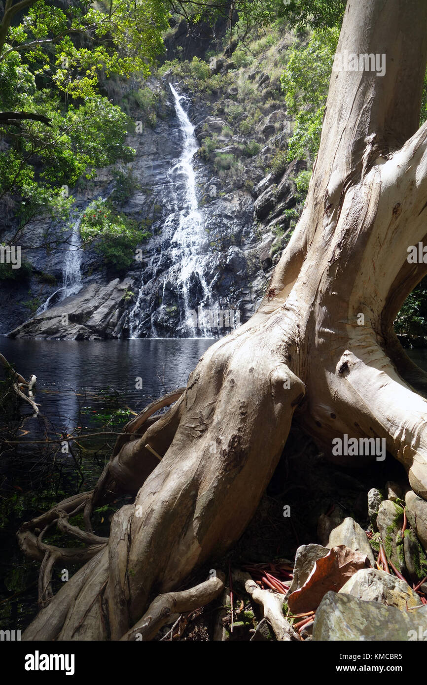 Hartleys Creek Waterfall, vicino a Cairns, Queensland, Australia Foto Stock