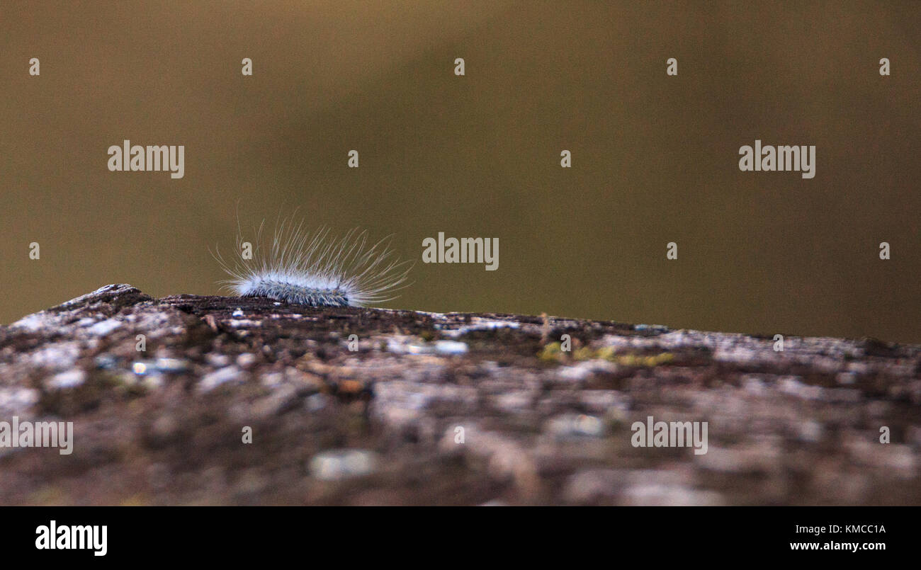 Bianco fuzzy caterpillar virginian tiger moth spilosoma virginica anche chiamato woolybear giallo nella palude cavatappi santuario in naples, florida Foto Stock