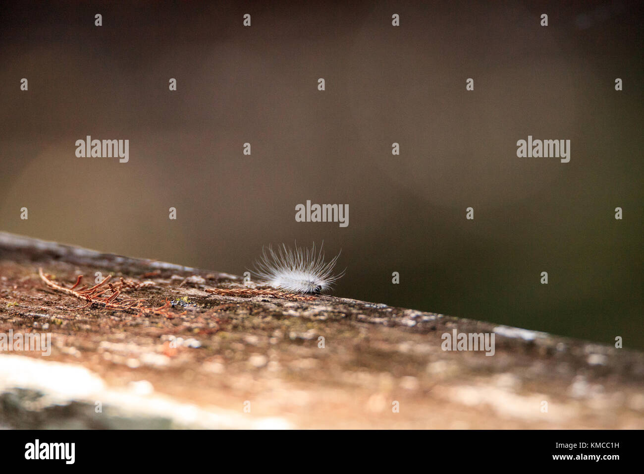 Bianco fuzzy caterpillar virginian tiger moth spilosoma virginica anche chiamato woolybear giallo nella palude cavatappi santuario in naples, florida Foto Stock