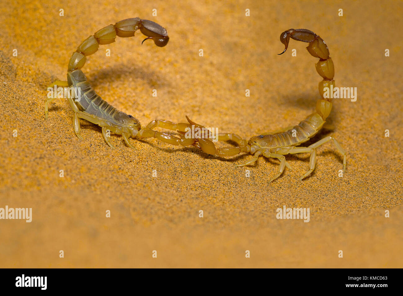 Androctonus sp. Danza di accoppiamento, Desert National Park, Rajasthan, India Foto Stock