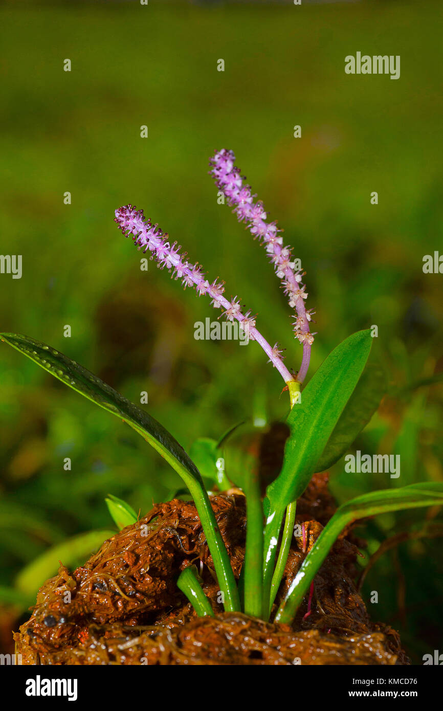 Aponogeton satarensis, Chalkewadi, Satara district, Maharashtra, India. Capo-famiglia lenticchia d'acqua. Noto da solo cinque siti in piccole piscine temporanee su t Foto Stock