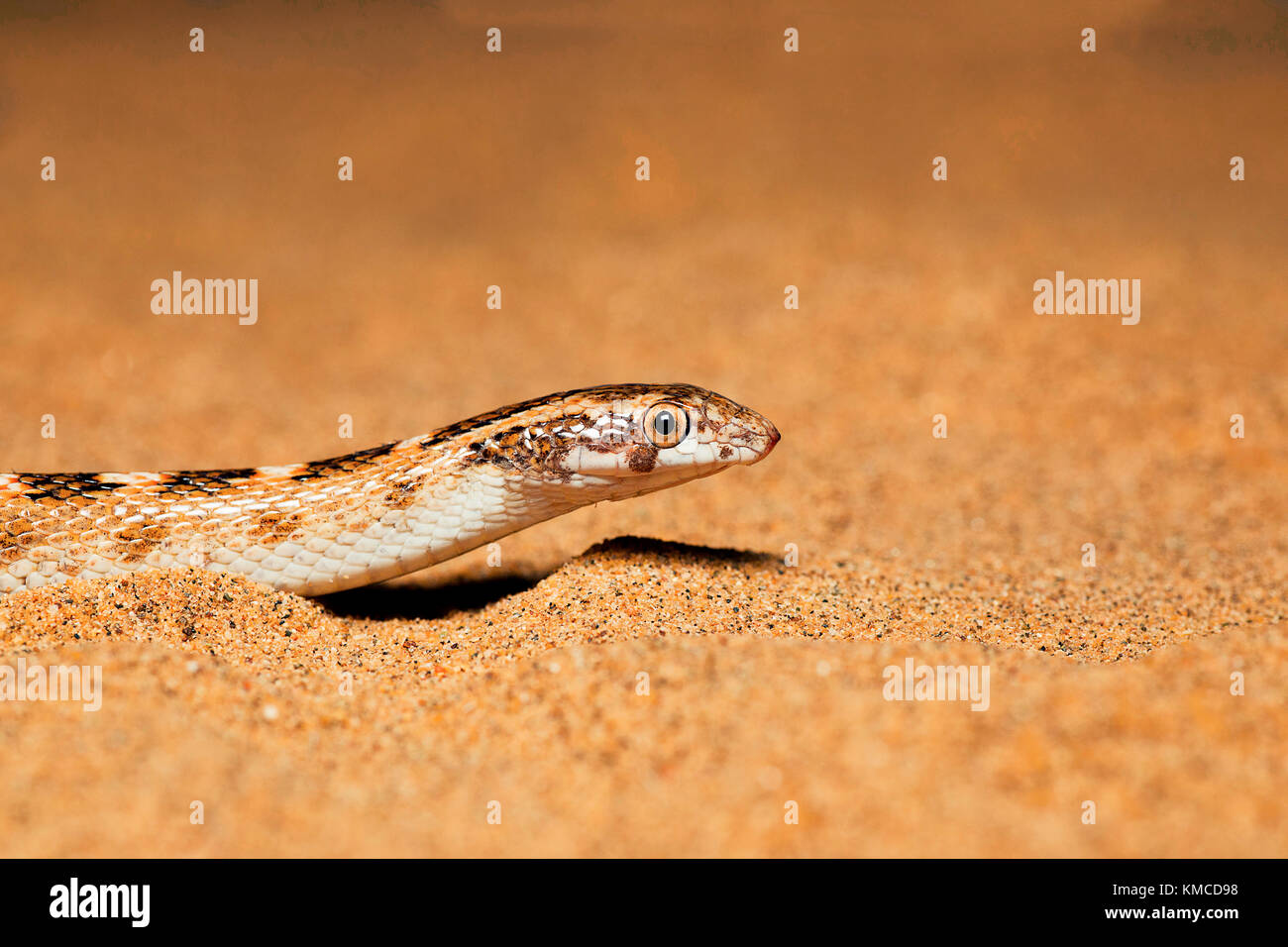 Awl intitolata Snake, Lytorhynchus diadema che emergono da sabbia, Desert National Park, Rajasthan, India Foto Stock