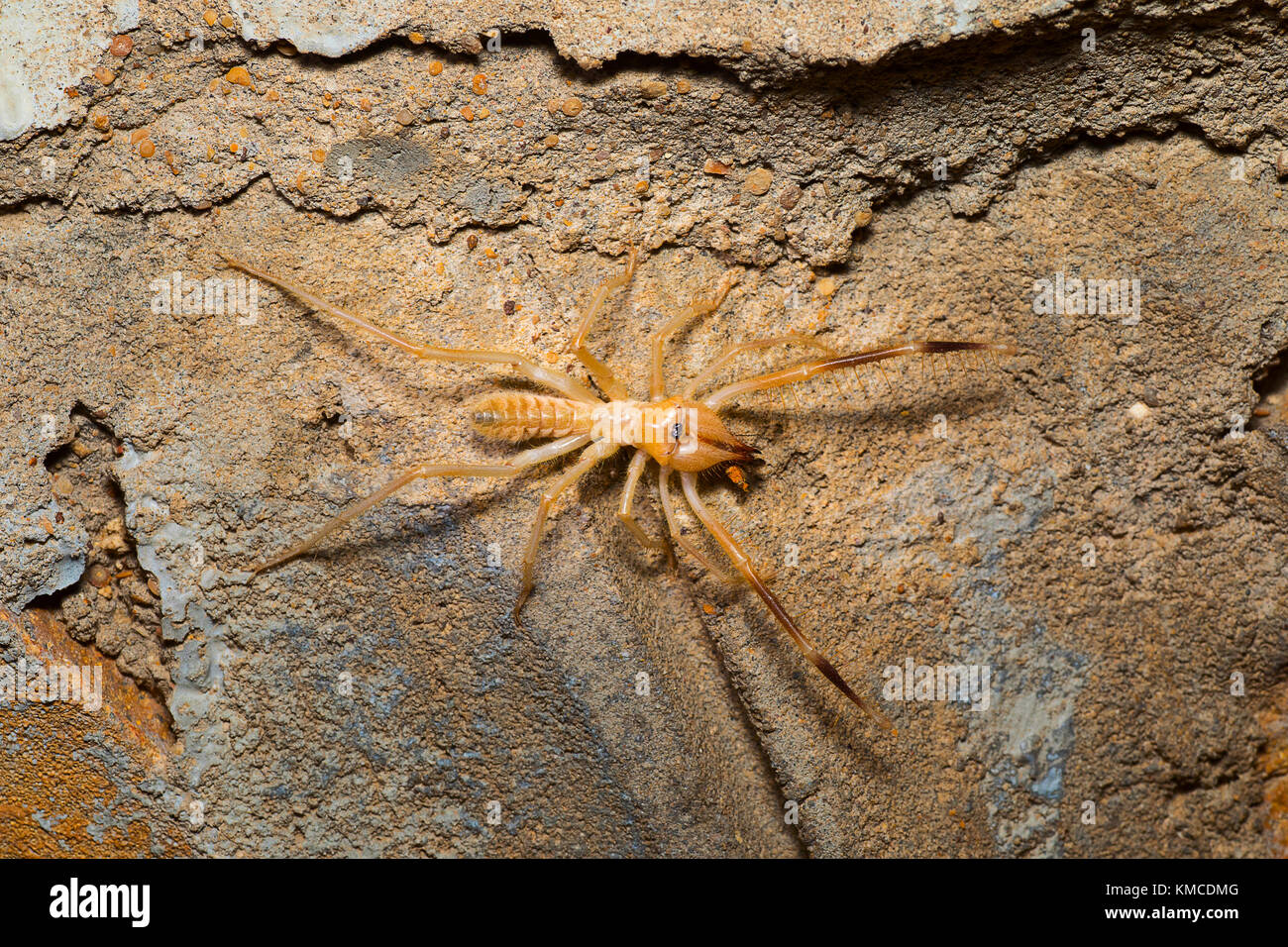 Ragno cammello, Solifugio, Rajasthan / Parco Nazionale del deserto Rosso Romano, India Foto Stock