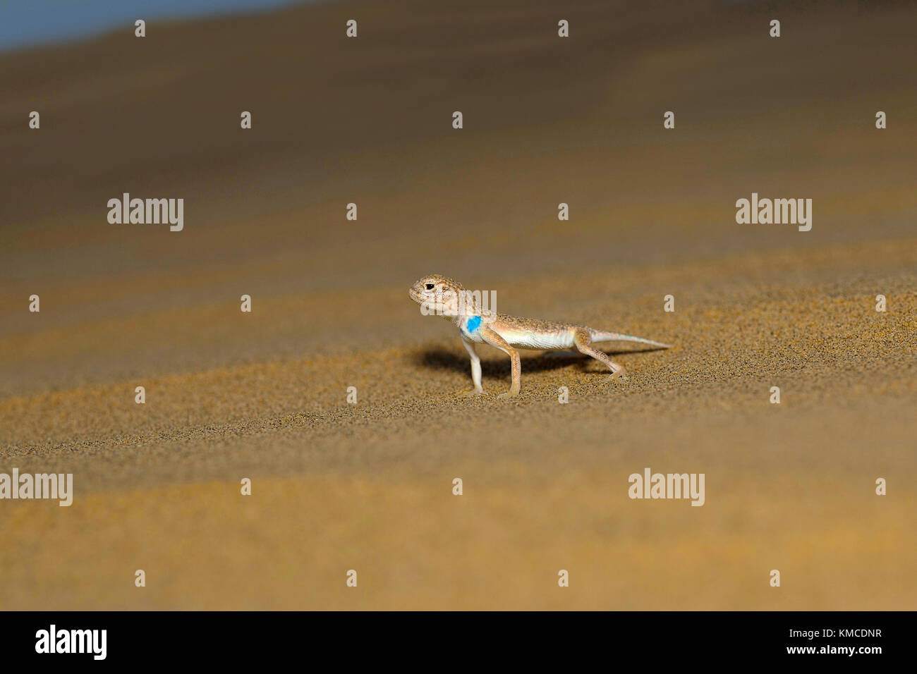 Toad intitolata AGAMA SA,genere Phrynocephalus Desert National Park, Rajasthan, India Foto Stock