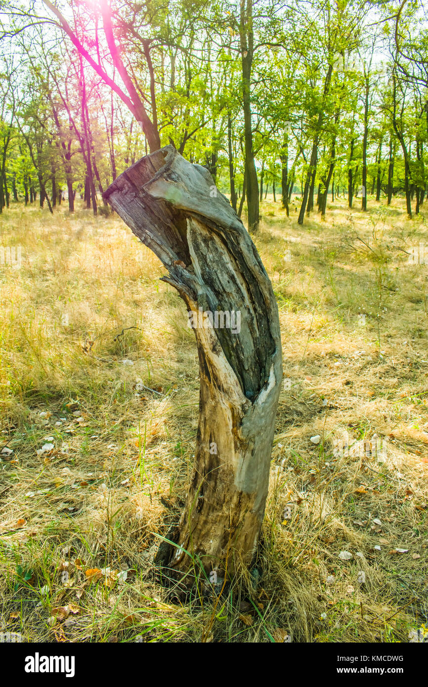 Un vecchio ceppo con un foro nel mezzo della foresta. Il sole splende rosa Foto Stock