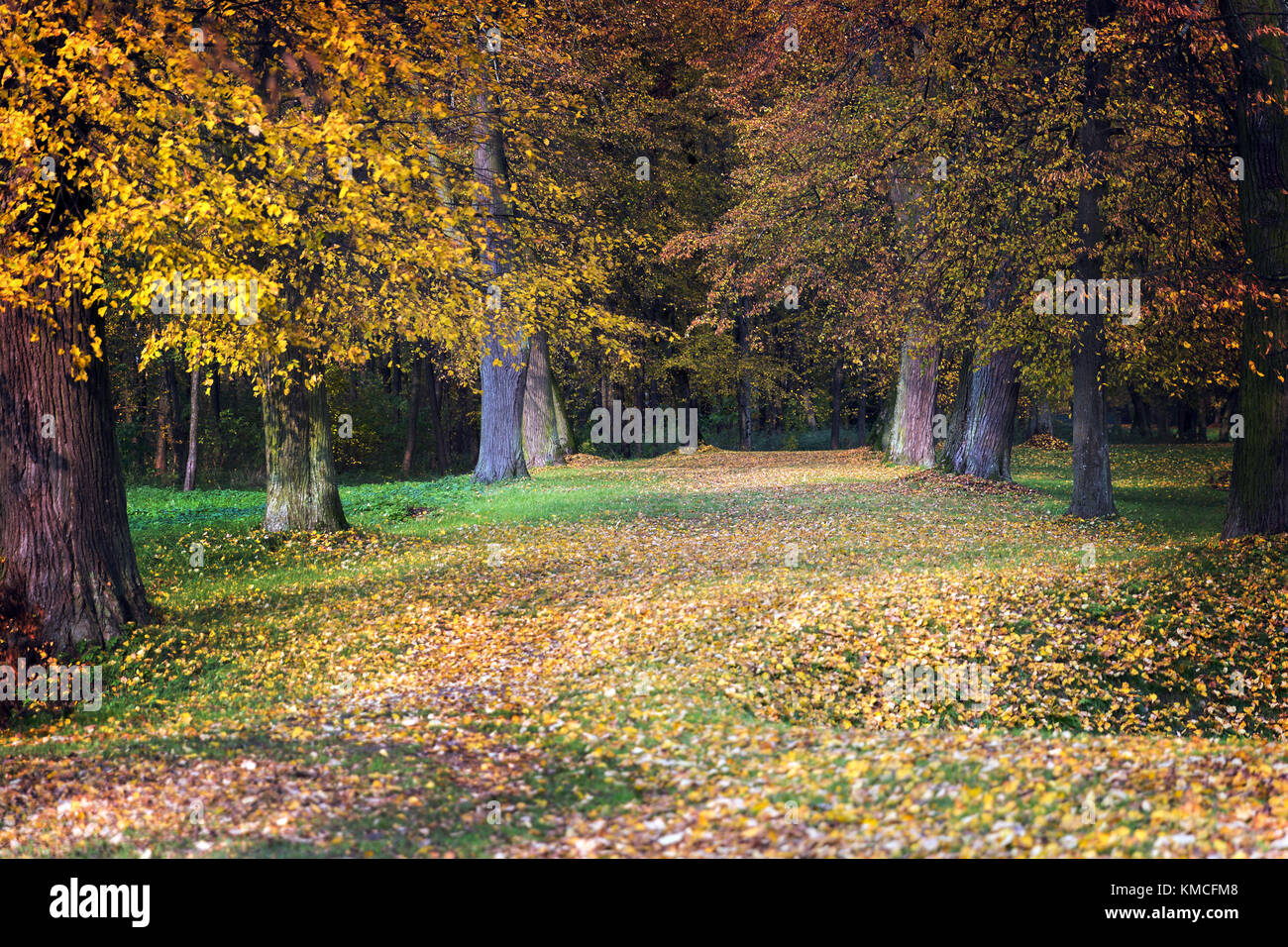 Autunno nel parco, foglie colorate Foto Stock