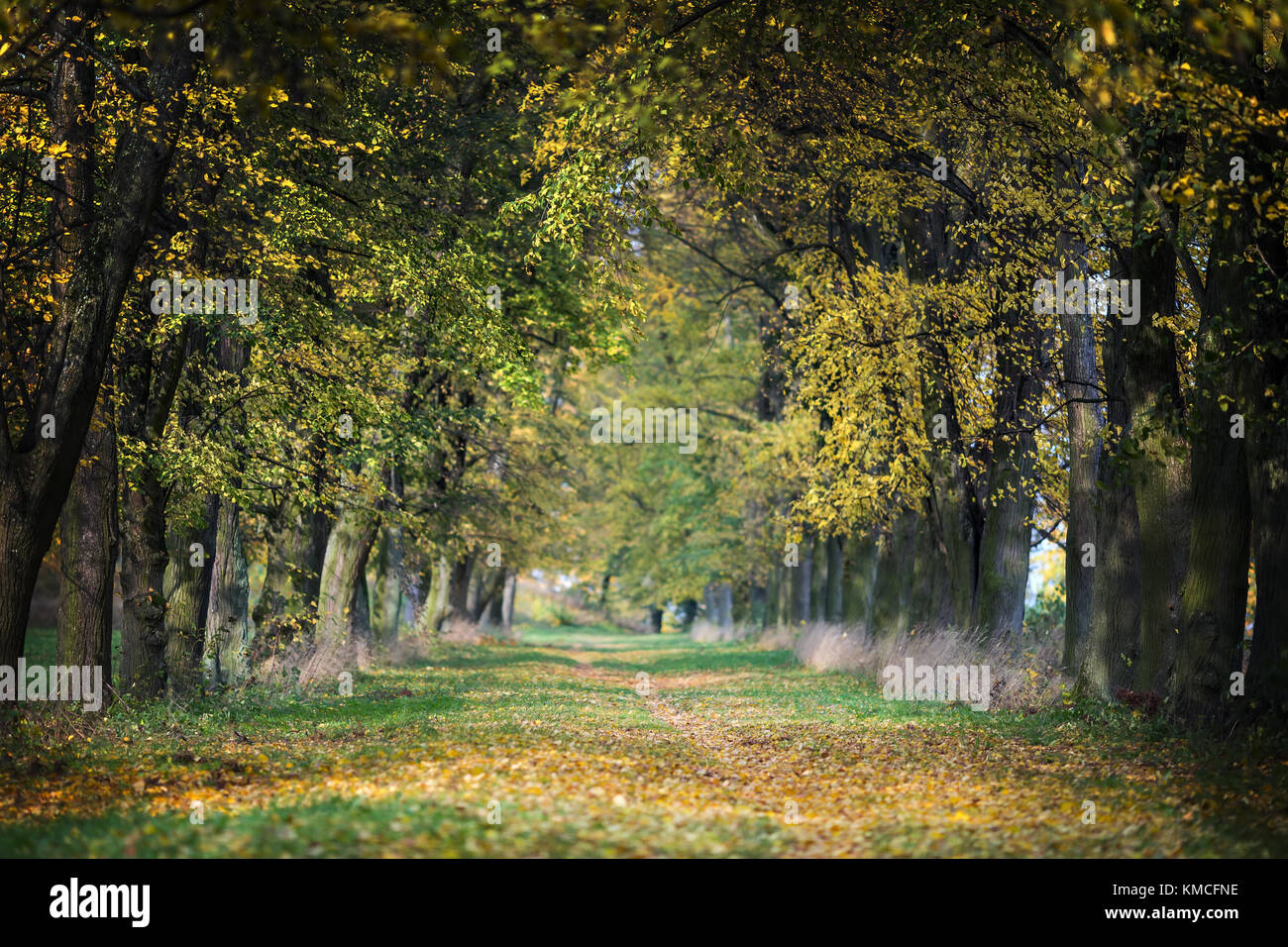 Autunno nel parco, foglie colorate Foto Stock