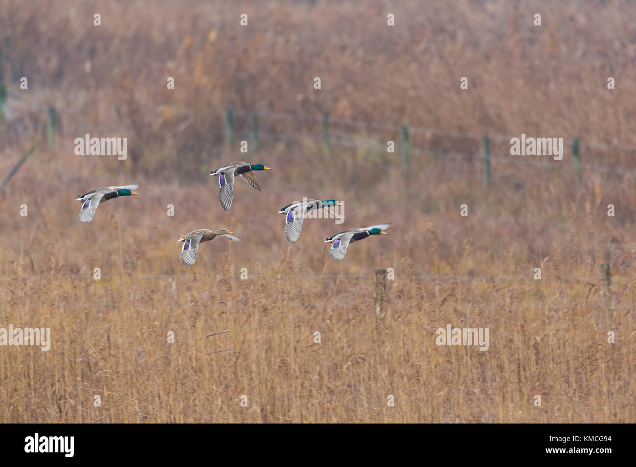 Gruppo di naturale le anatre domestiche (Anas platyrhynchos) in volo sopra il prato con recinto Foto Stock