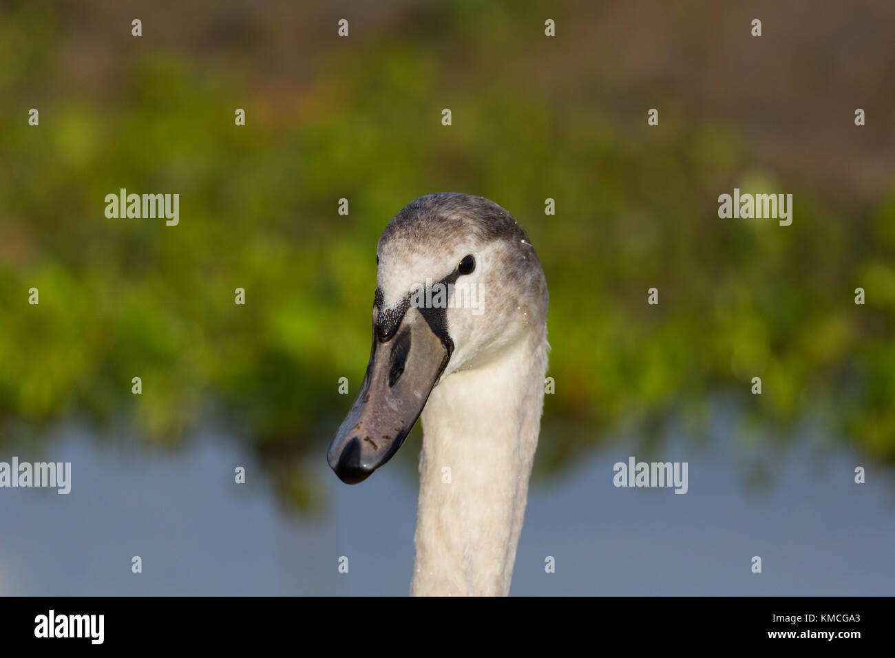 Ritratto Dettagliato di naturale giovane cigno (Cygnus olor) bird Foto Stock