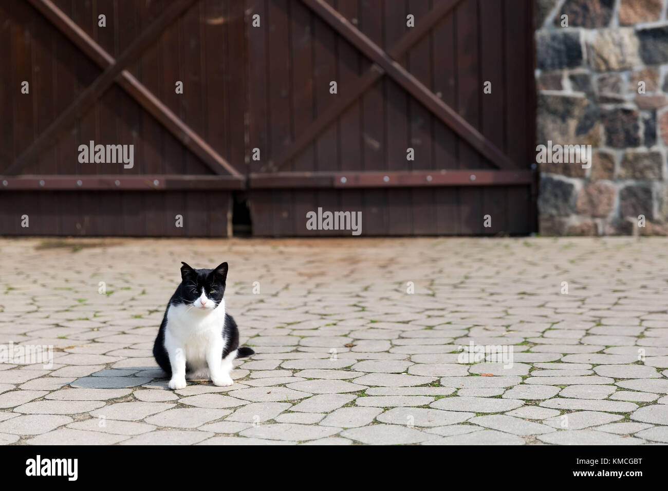 Bianco e nero gatto paese Foto Stock