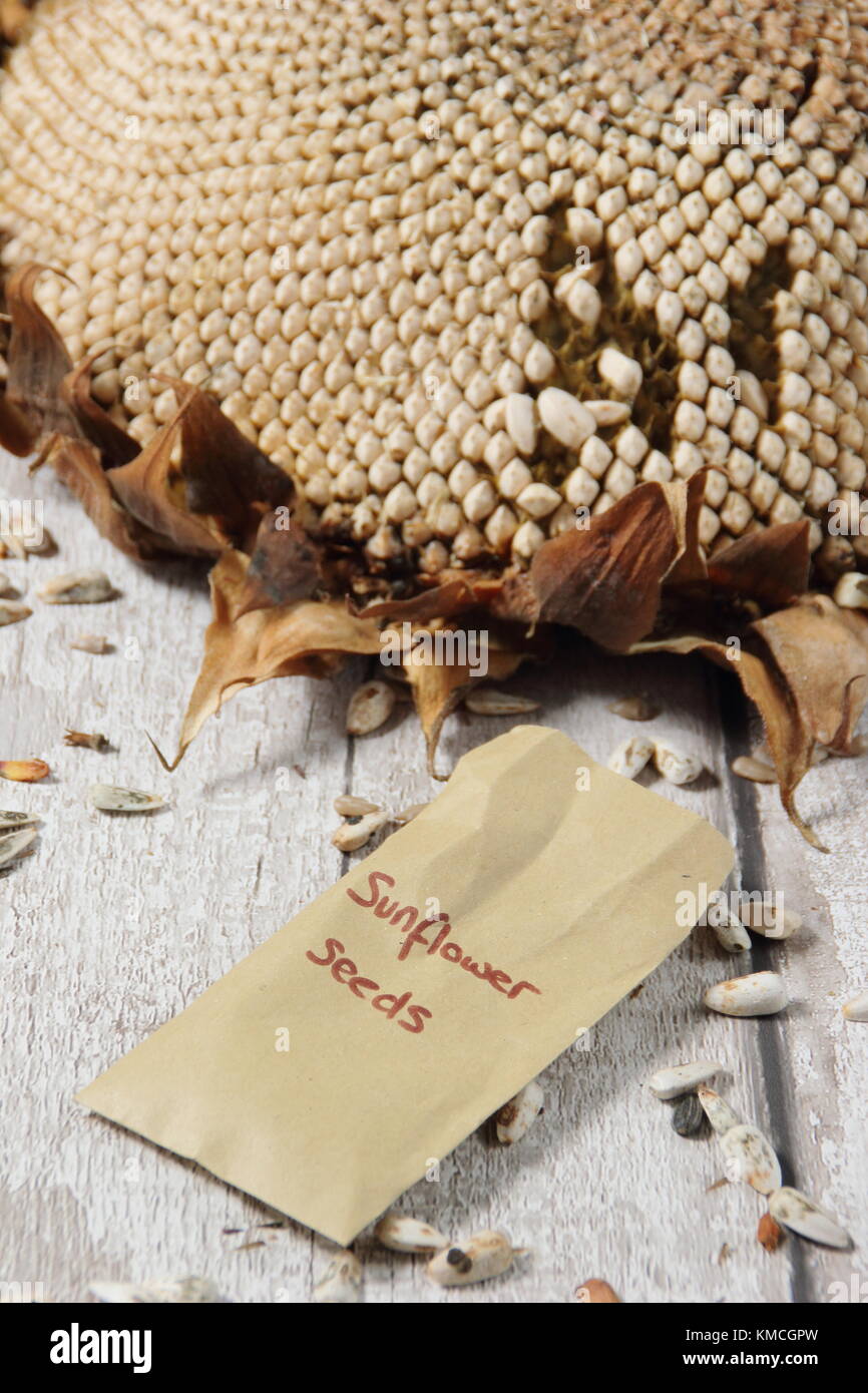 I semi vengono raccolti da un essiccato il girasole (Helianthus annuus " gigante russo"), alcuni per alimenti per uccelli e alcuni per il reimpianto, England Regno Unito Foto Stock