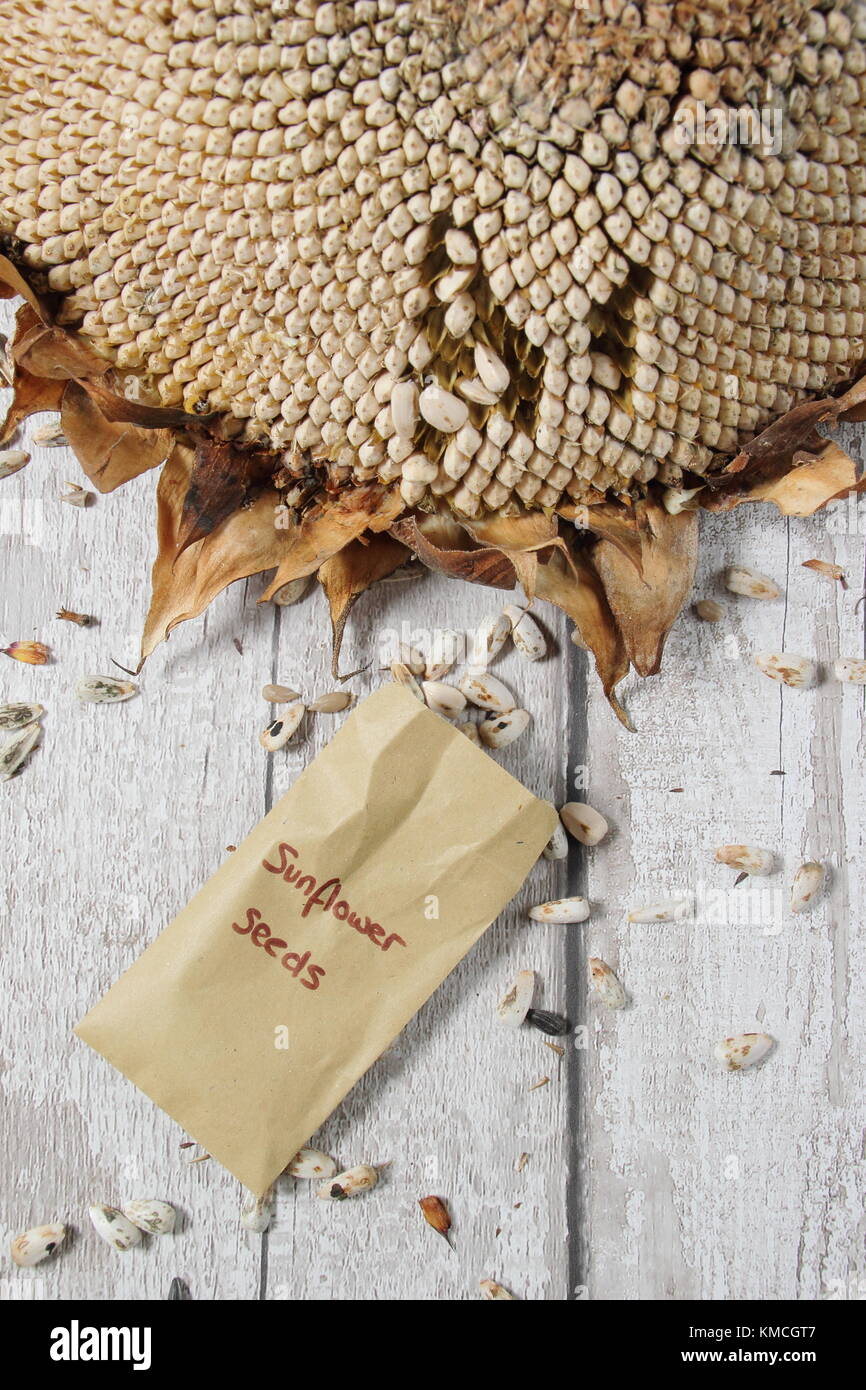 I semi vengono raccolti da un essiccato il girasole (Helianthus annuus " gigante russo"), alcuni per alimenti per uccelli e alcuni per il reimpianto, England Regno Unito Foto Stock