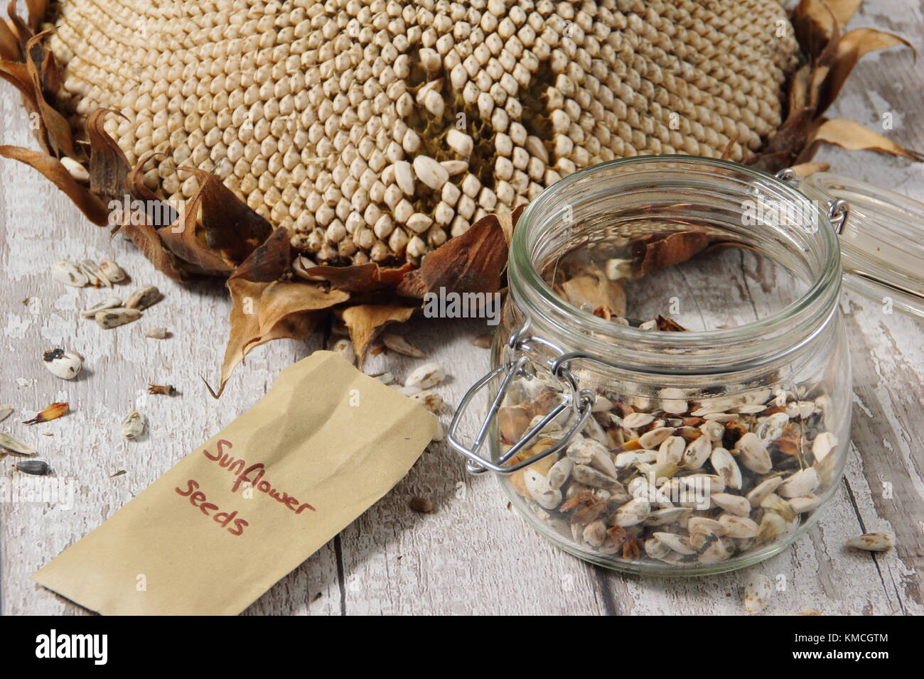 I semi di girasole sono raccolte dalla testa secchi di Helianthus 'gigante russo" Girasole, alcuni per il rimboschimento e alcuni per l'autunno/inverno alimenti per uccelli, REGNO UNITO Foto Stock
