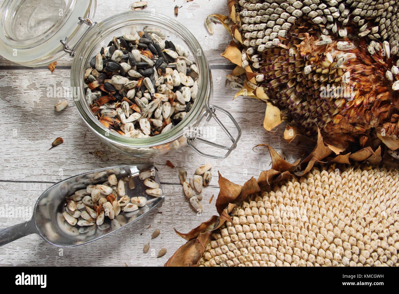 Salvare i semi. I semi di girasole vengono raccolti dalla testa essiccata del girasole "Russian Giant" di Helianthus per la ripiantazione e il cibo per uccelli. REGNO UNITO Foto Stock
