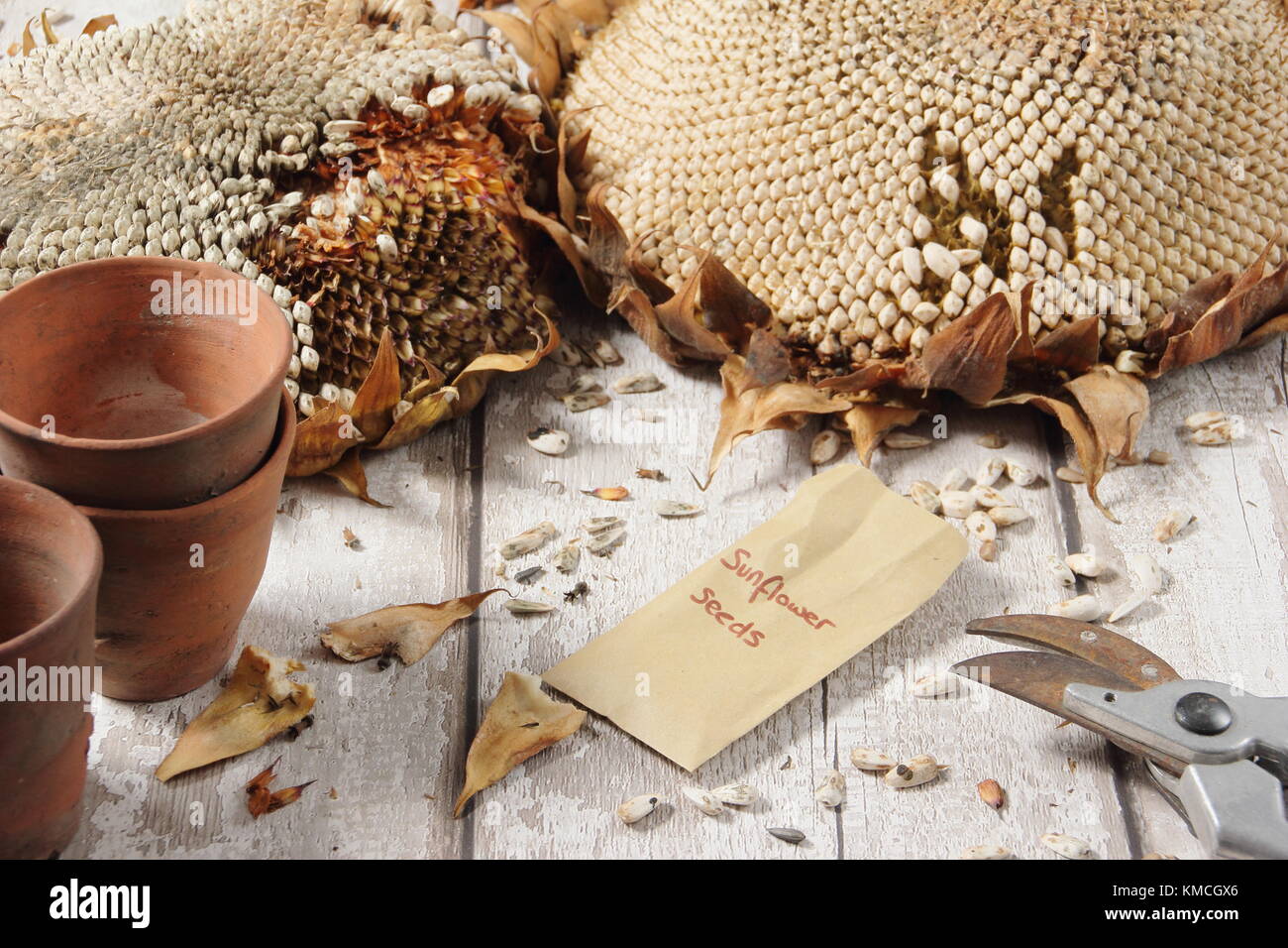 I semi vengono raccolti da un essiccato il girasole (Helianthus annuus " gigante russo"), alcuni per alimenti per uccelli e alcuni per il reimpianto, England Regno Unito Foto Stock