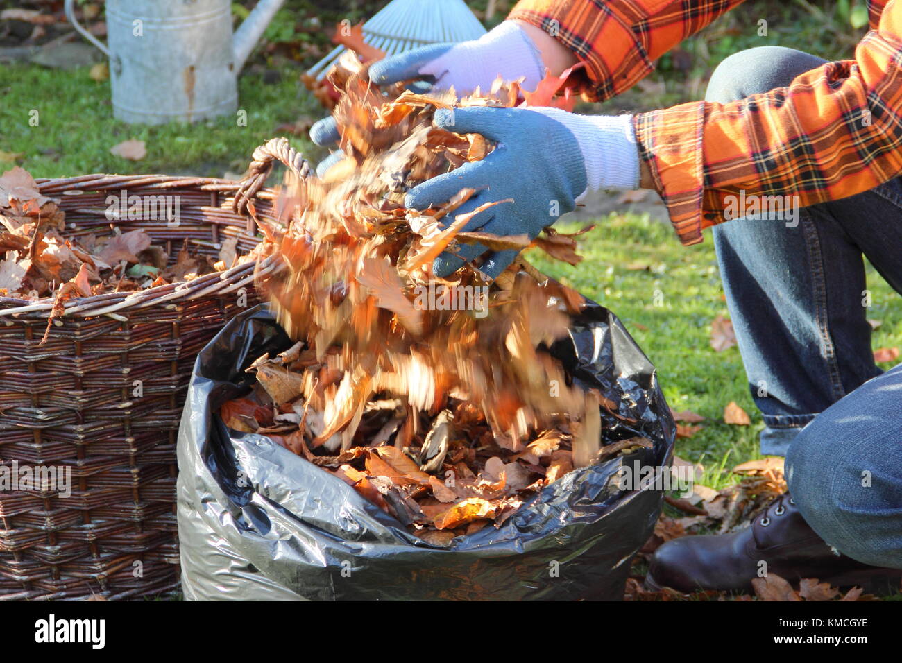 Foglie di autunno sono raccolti in una borsa nera di plastica per rendere stampo foglia dal processo di marciume giù durante il sopra-stoccaggio invernale in un giardino inglese Foto Stock