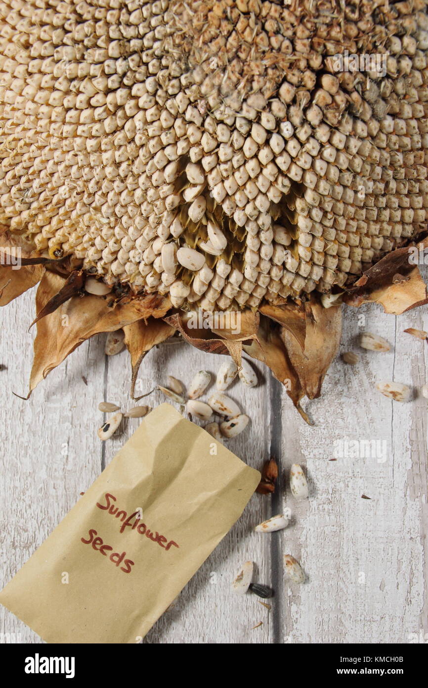 I semi raccolti da un essiccato il girasole (Helianthus annuus " gigante russo"), alcuni per alimenti per uccelli e alcuni per il reimpianto, England Regno Unito Foto Stock