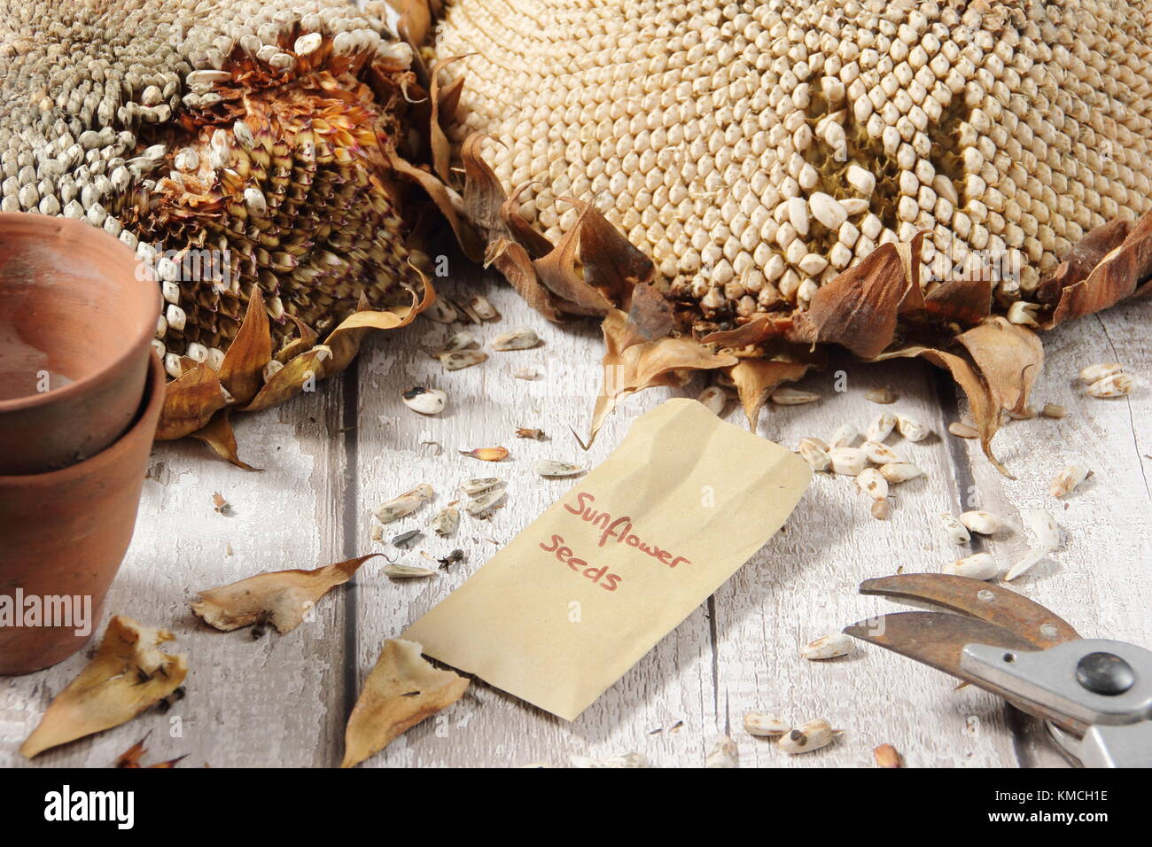 Semi di girasole. Raccolta di Helianthus annuus girasole semi giganti russi per alimenti per uccelli e reimpianto. Foto Stock