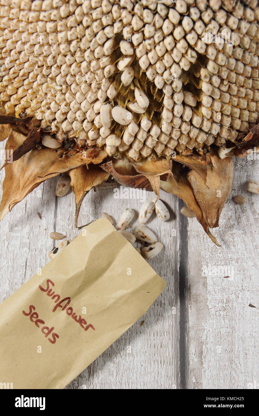 I semi di girasole sono raccolte da essiccato Helianthus annuus " gigante russo", England Regno Unito Foto Stock