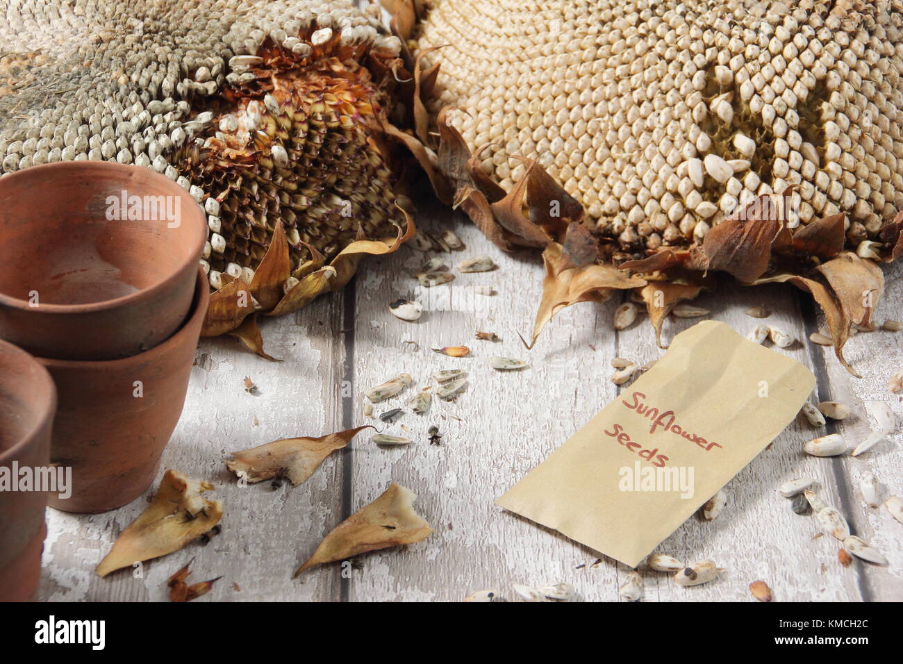 I semi vengono raccolti da essiccato teste di girasole (Helianthus annuus " gigante russo"), alcuni per alimenti per uccelli e alcuni per il reimpianto, England Regno Unito Foto Stock