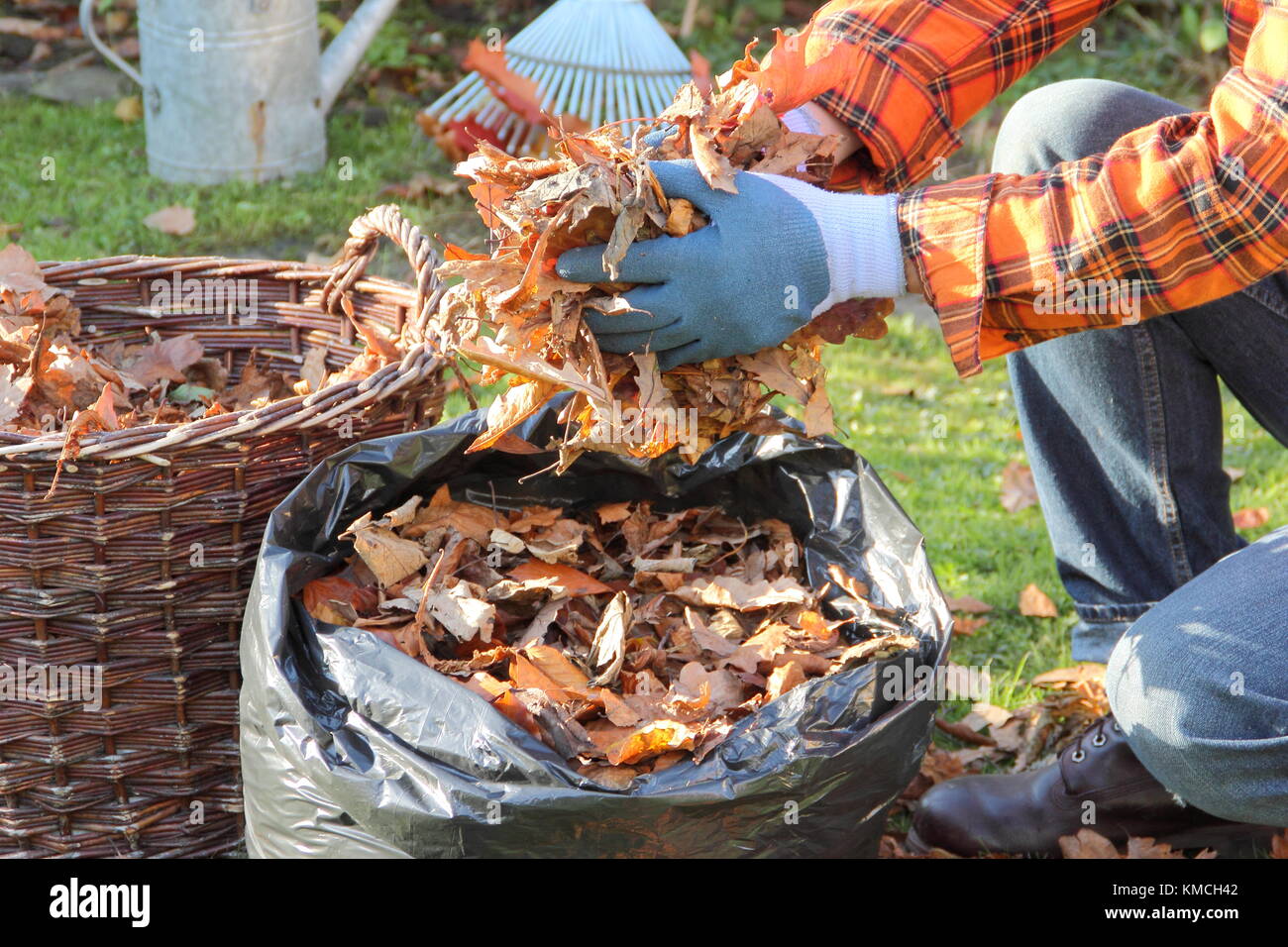 Foglie di autunno sono raccolti in una borsa nera di plastica per rendere stampo foglia dal processo di marciume giù durante il sopra-stoccaggio invernale in un giardino inglese Foto Stock