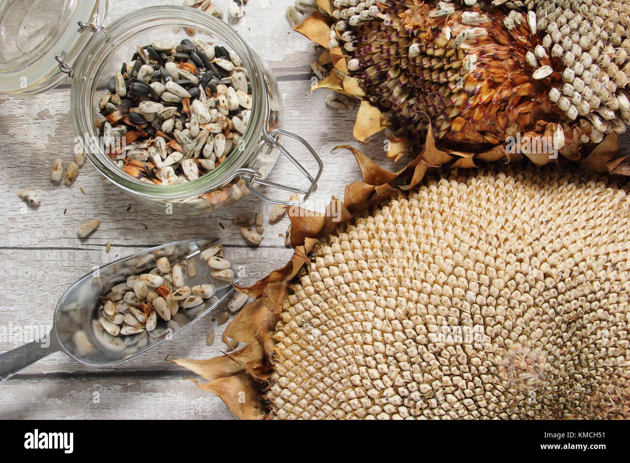 I semi di girasole sono raccolte dal secco capi di Helianthus 'gigante russo" Girasole, alcuni per il rimboschimento e alcuni per l'inverno di alimenti per uccelli, REGNO UNITO Foto Stock