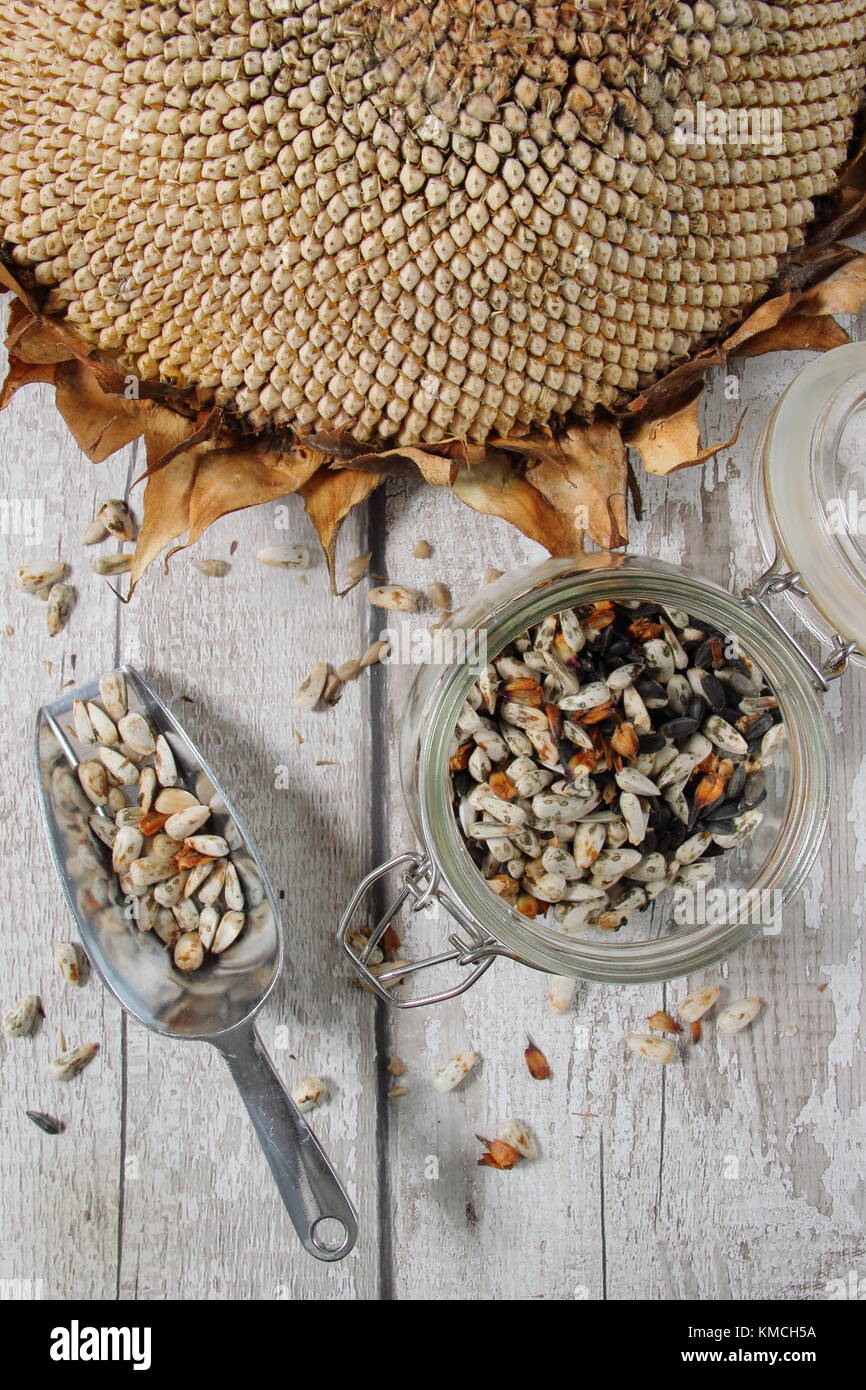 I semi di girasole sono raccolte dalla testa secchi di Helianthus 'gigante russo " il girasole per il rimboschimento e autunno/inverno alimenti per uccelli, REGNO UNITO Foto Stock