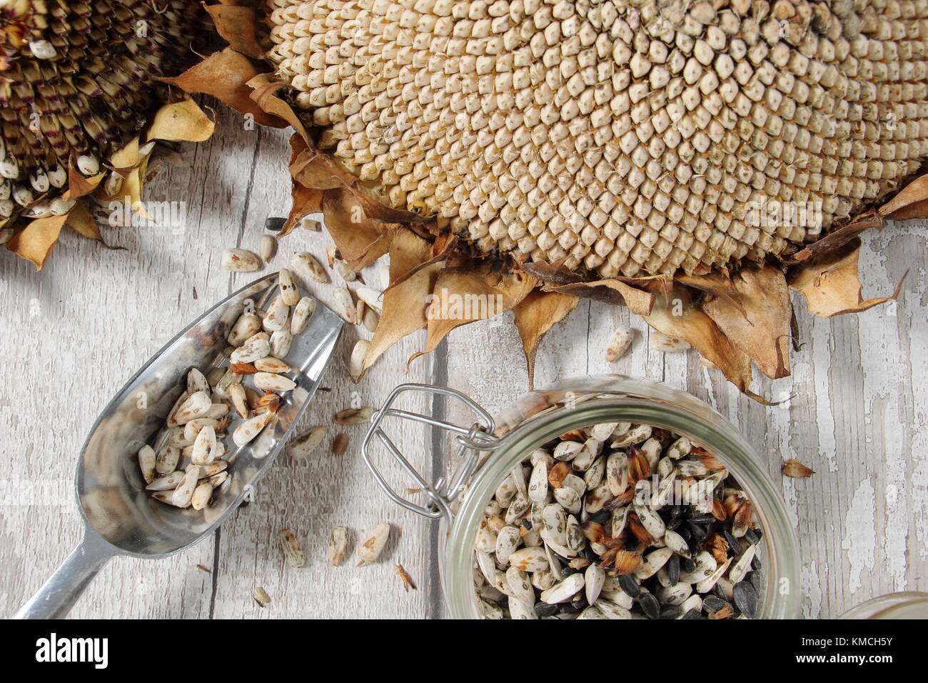 Salvare i semi. I semi di girasole vengono raccolti dalla testa essiccata del girasole "Russian Giant" di Helianthus per la ripiantazione e il cibo per uccelli, Regno Unito Foto Stock