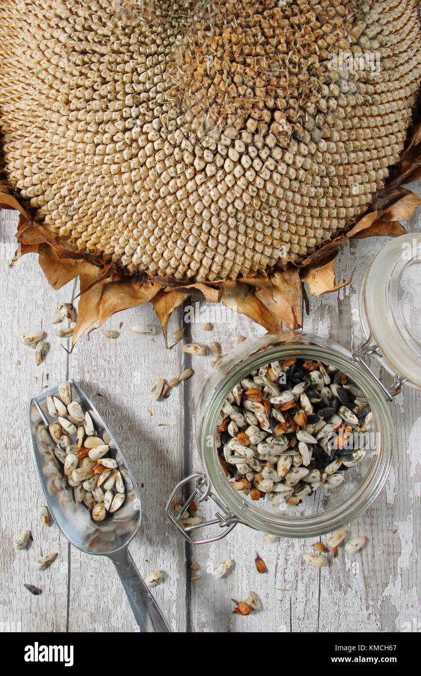 I semi di girasole vengono raccolti da una testa di girasole "Russian Giant" essiccata di Helianthus per la repiantazione e il cibo per uccelli, Regno Unito Foto Stock