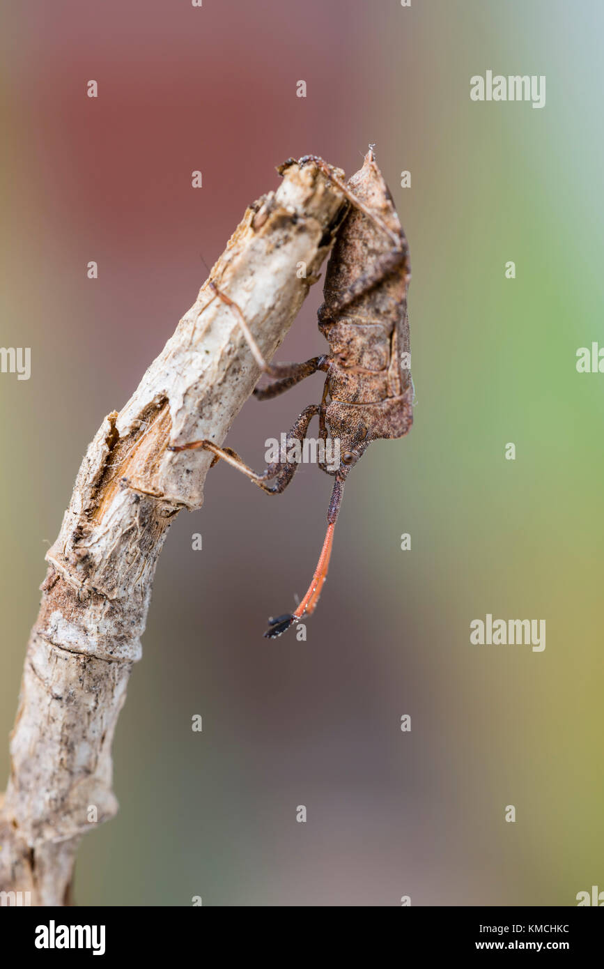 Lederwanze, Coreus marginatus, Dock Bug Foto Stock