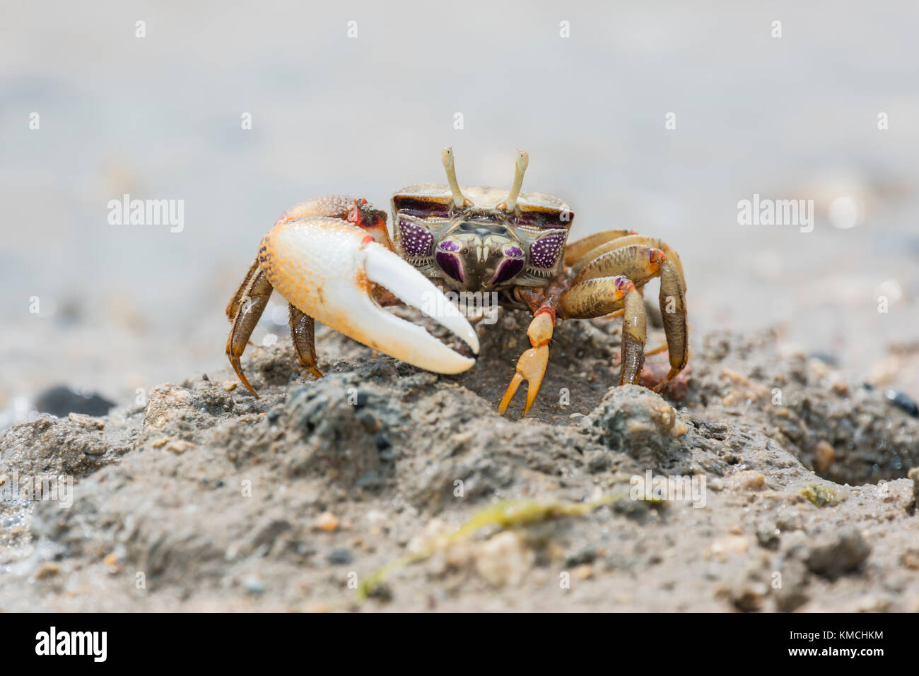 Europaeische Maennliche Winkerkrabbe, Uca tangeri, maschio europeo Fiddler Crab Foto Stock