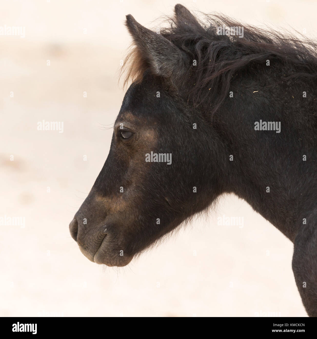 Wild greca isola Skyros pony cavalli criticamente le specie in via di estinzione in Grecia Foto Stock