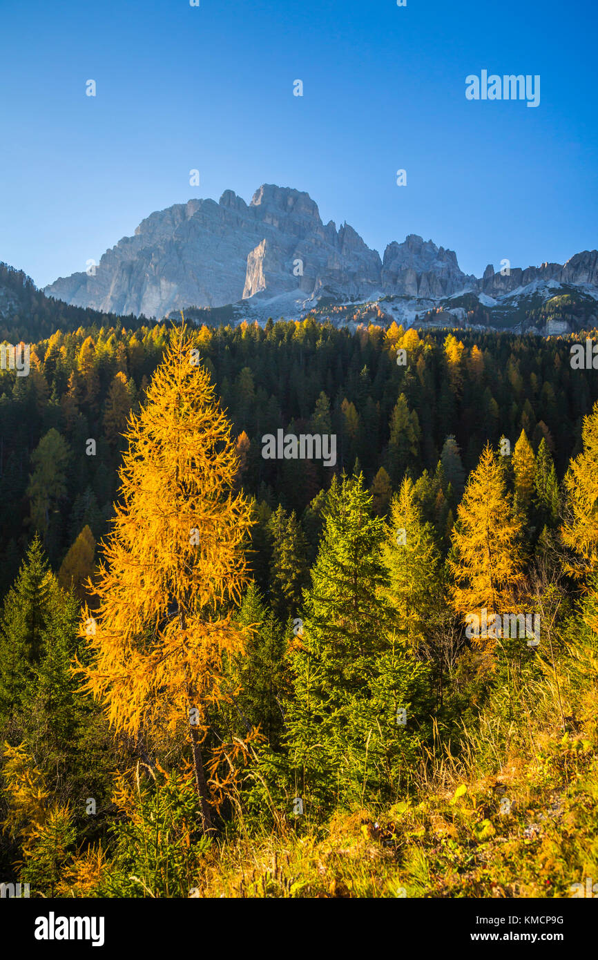 La Dolomite mountain range con la caduta delle foglie colore vicino ad Auronzo di Cadore, Belluno, Veneto, Italia settentrionale, l'Europa. Foto Stock