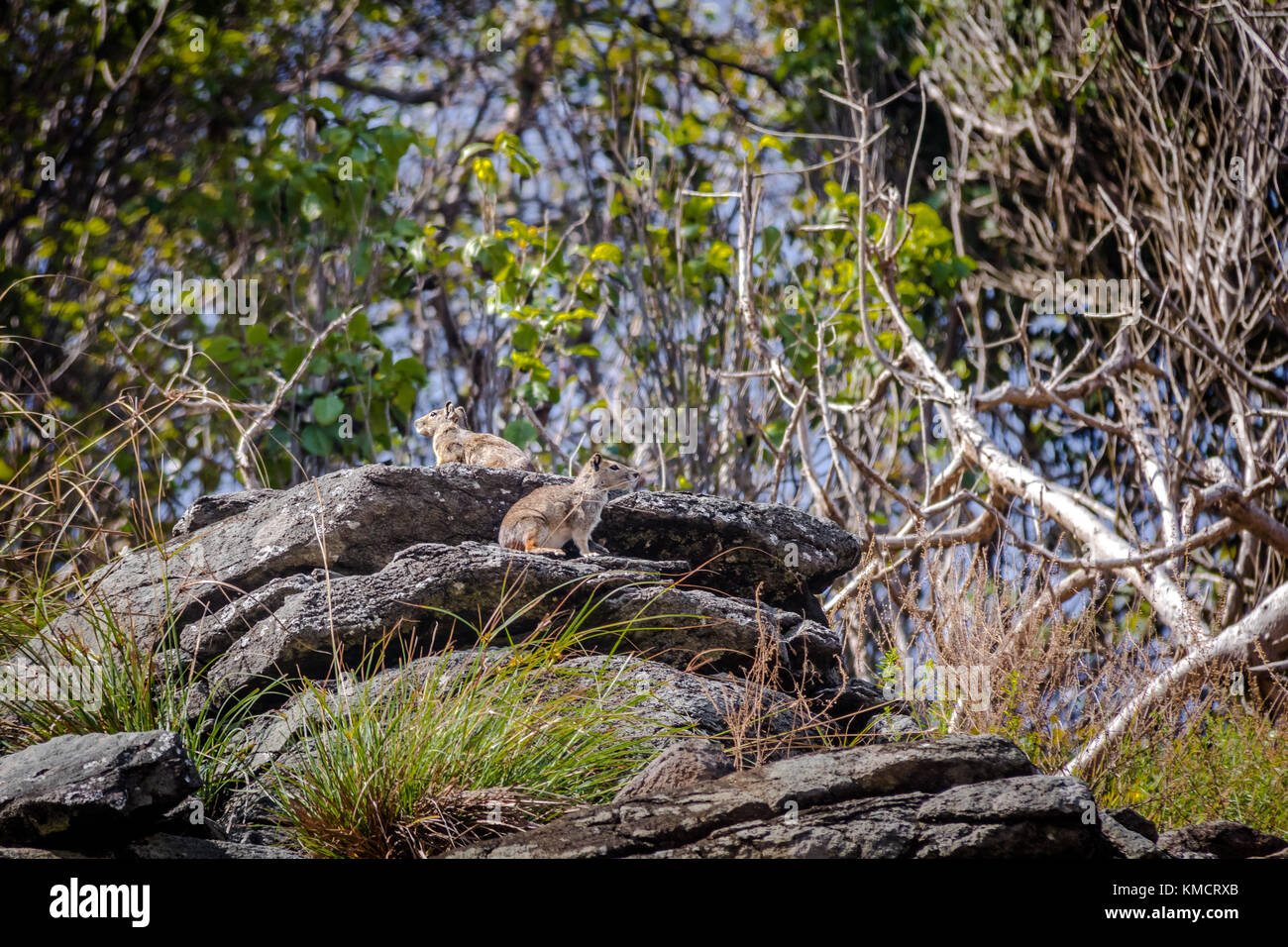 Rock cavy o moco (kerodon rupestris) - Fernando de Noronha, Pernambuco, Brasile Foto Stock