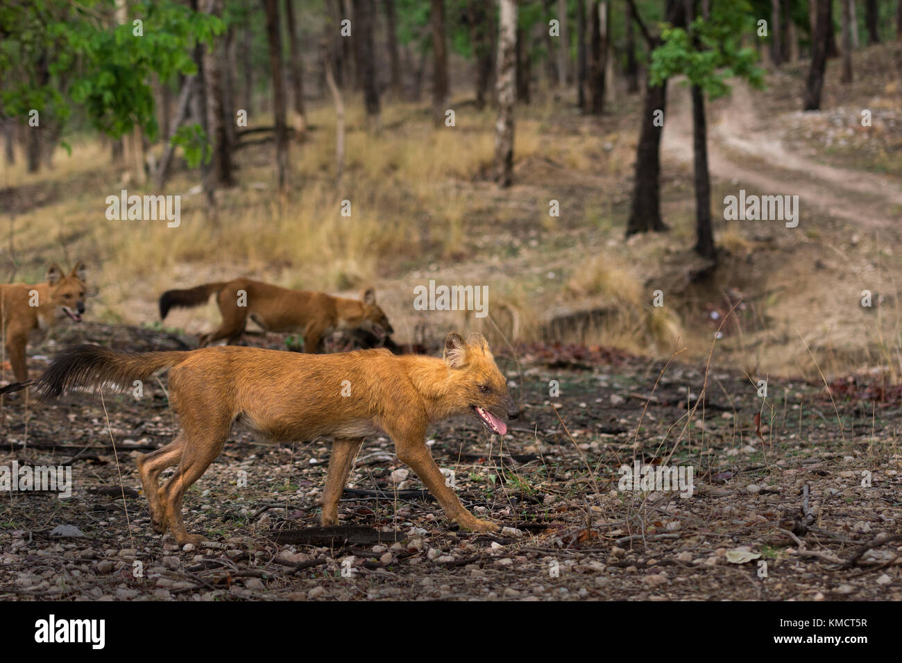 Dhole Pack che si muove nelle foreste di SAL di Pench Foto Stock