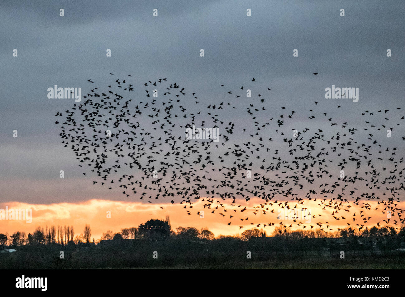 Burscough, Lancashire. Regno Unito Meteo. 6 dicembre, 2017. Migliaia di starling in cerca di un posatoio comunale in canneti a Martin Mere, sono tormentati e pursed da parte di un residente falco pellegrino. Le forme volute e formano parte di una tecnica evasiva per sopravvivere e per confondere e impressiona il rapace. Più grande è la simulazione di greggi, più è difficile per i predatori individuare e prendere un singolo uccello. Per gli storni possono volare rapidamente in coordinato e ipnotizzante formazioni come una azione di gruppo per sopravvivere all'attacco. Credito: MediaWorldImages/AlamyLiveNews. Foto Stock