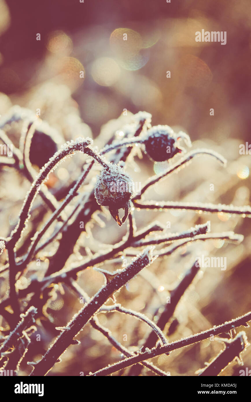 Sfondo immagine invernale di frosty cinorrodi con bokeh di fondo Foto Stock
