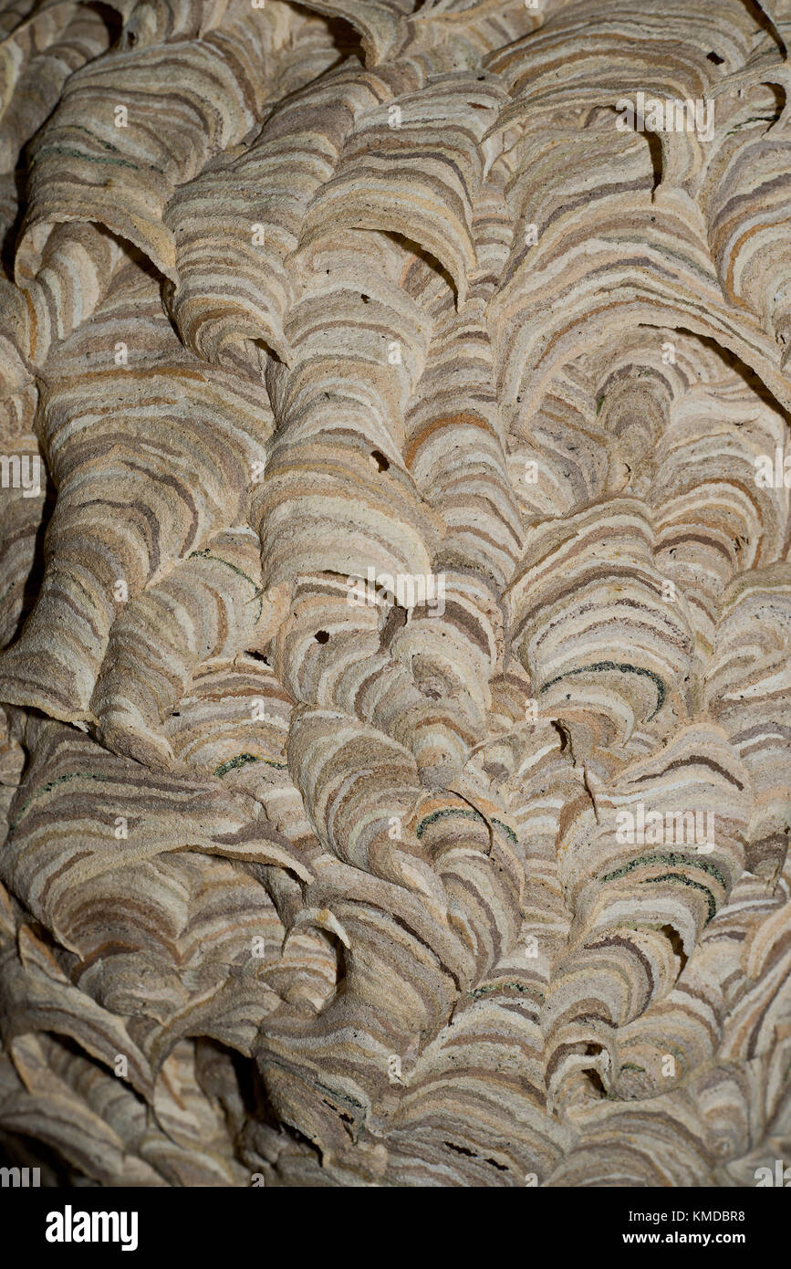 Nido di vespe in un angolo della roofspace. Intricato superficie modellata. Foto Stock