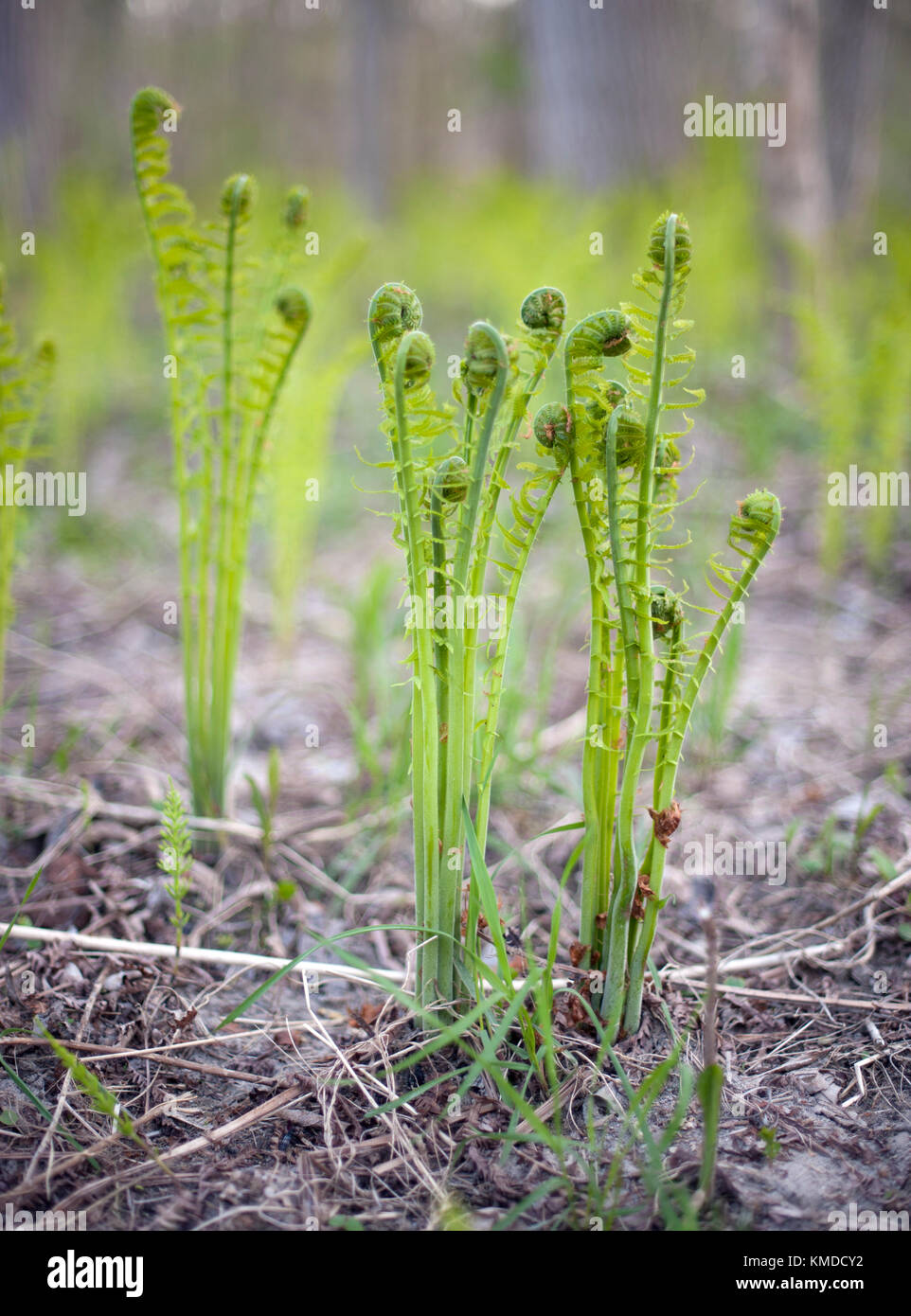 Felce fiddleheads piante che crescono e lo svolgimento di man mano che crescono nel terreno in Ontario, Canada Foto Stock