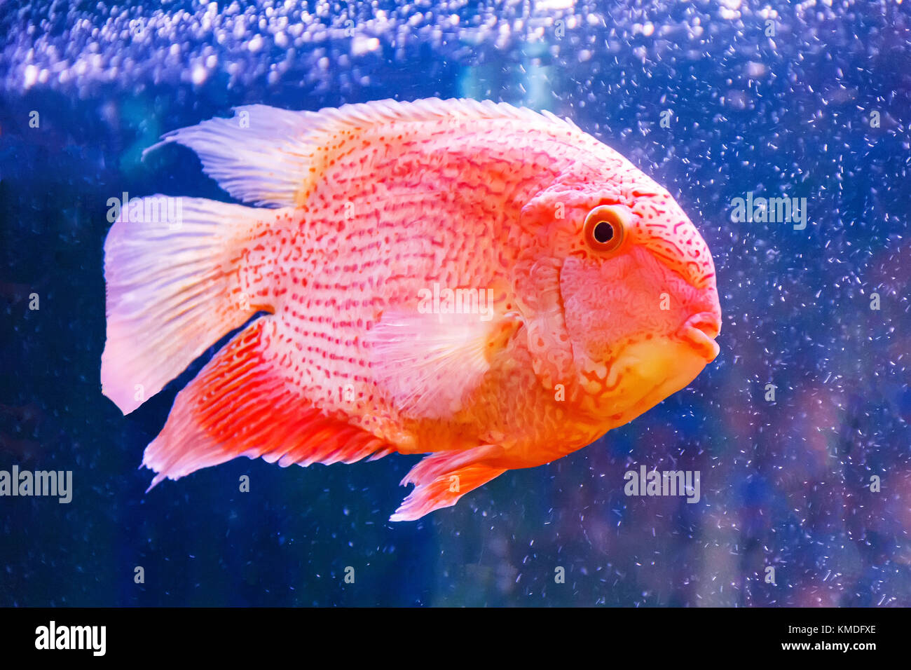 Foto di pesci cichlasoma severum red pearl in acquario Foto Stock