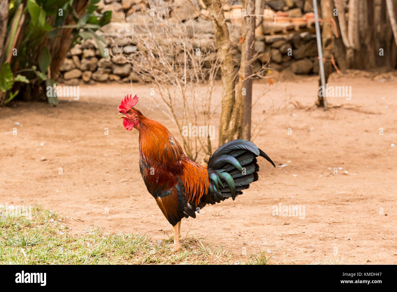 Gallo Rosso cockrel, gallina, in patch di sporco Foto Stock