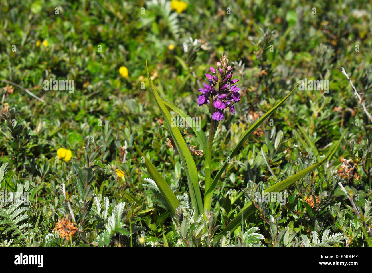 Southern Marsh Orchid 'Dactylorhiza praetermissa',Flowers June,dune di sabbia e prati umidi,Braunton Burrows,Devon,UK Foto Stock