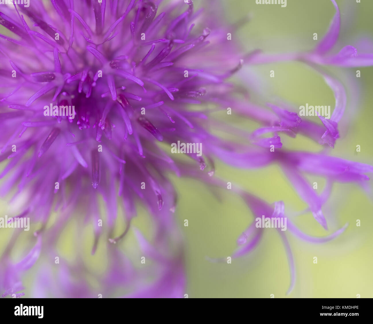 Primo piano morbido fuoco di Centaurea più grande scabiosa fiore Foto Stock