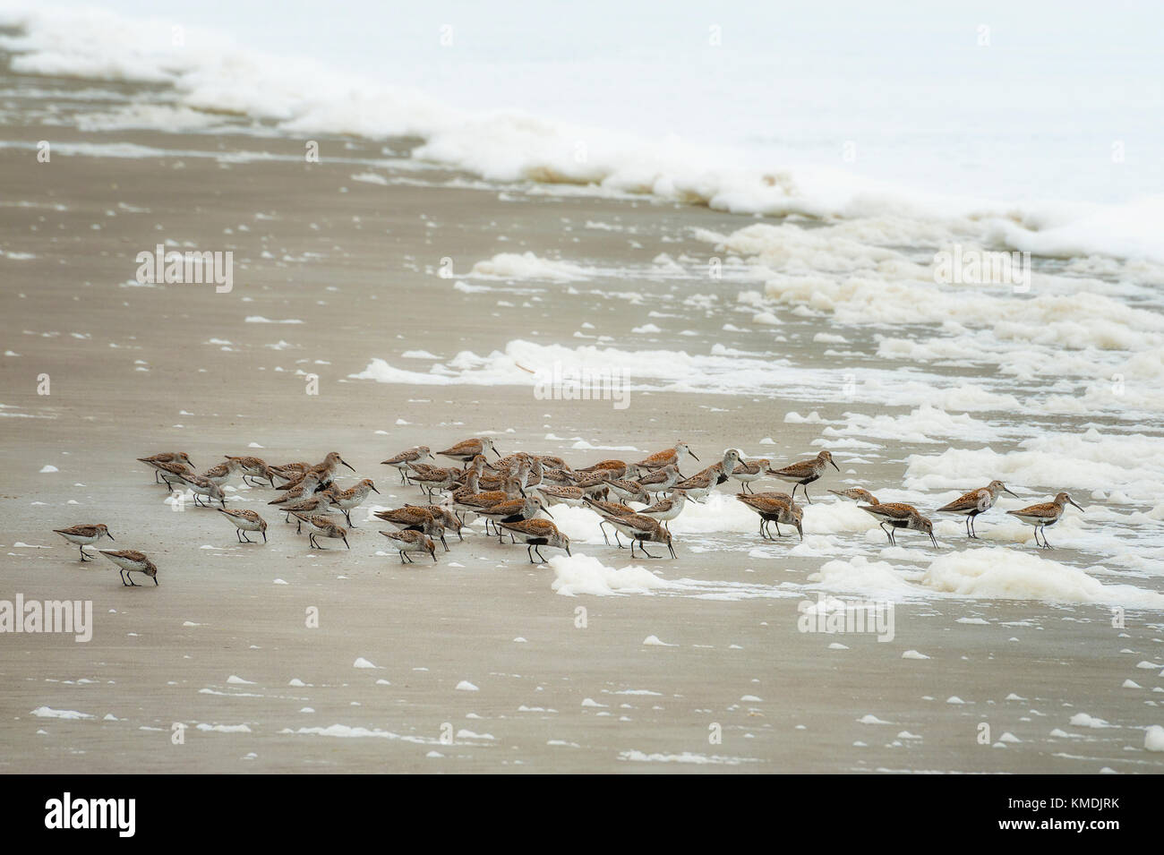 Piro-piro a caccia di cibo tra seafoam che è bruciato fino sulla riva a Città del Pacifico sulla costa dell'Oregon. Foto Stock