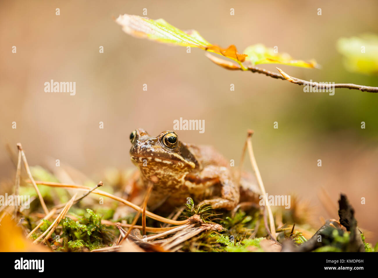 Vista frontale di un marrone il rospo comune (Bufo bufo) seduto sul marrone a foglie di autunno. Foto Stock