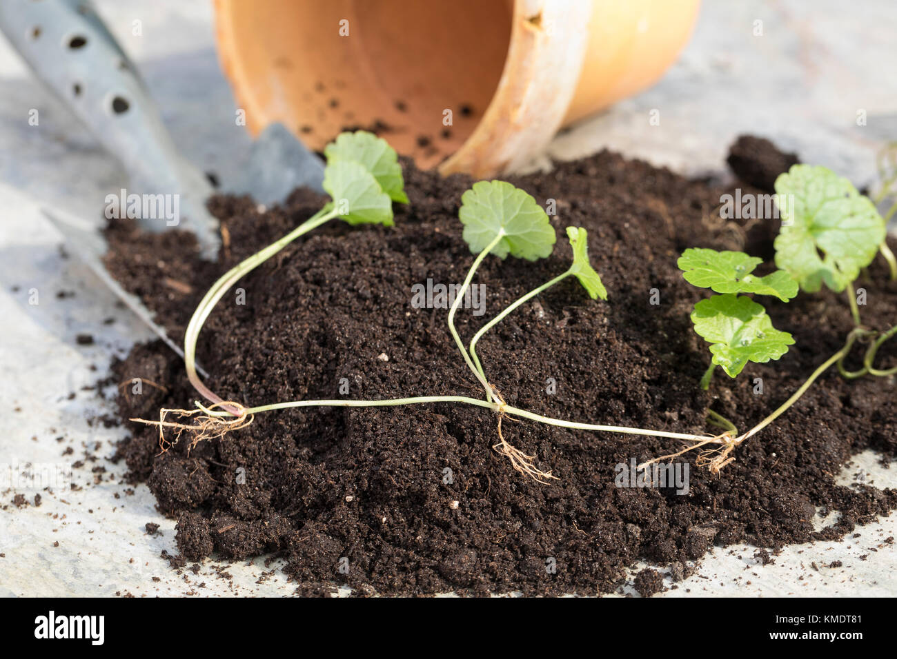 Gundermann, Ausläufer, Abbeger werden in Topf, Blumentopf gepflanzt, Eintopfen, Pflanzen, Einpflanzen, Gewöhnlicher Gundermann, Efeublättriger Gunderm Foto Stock