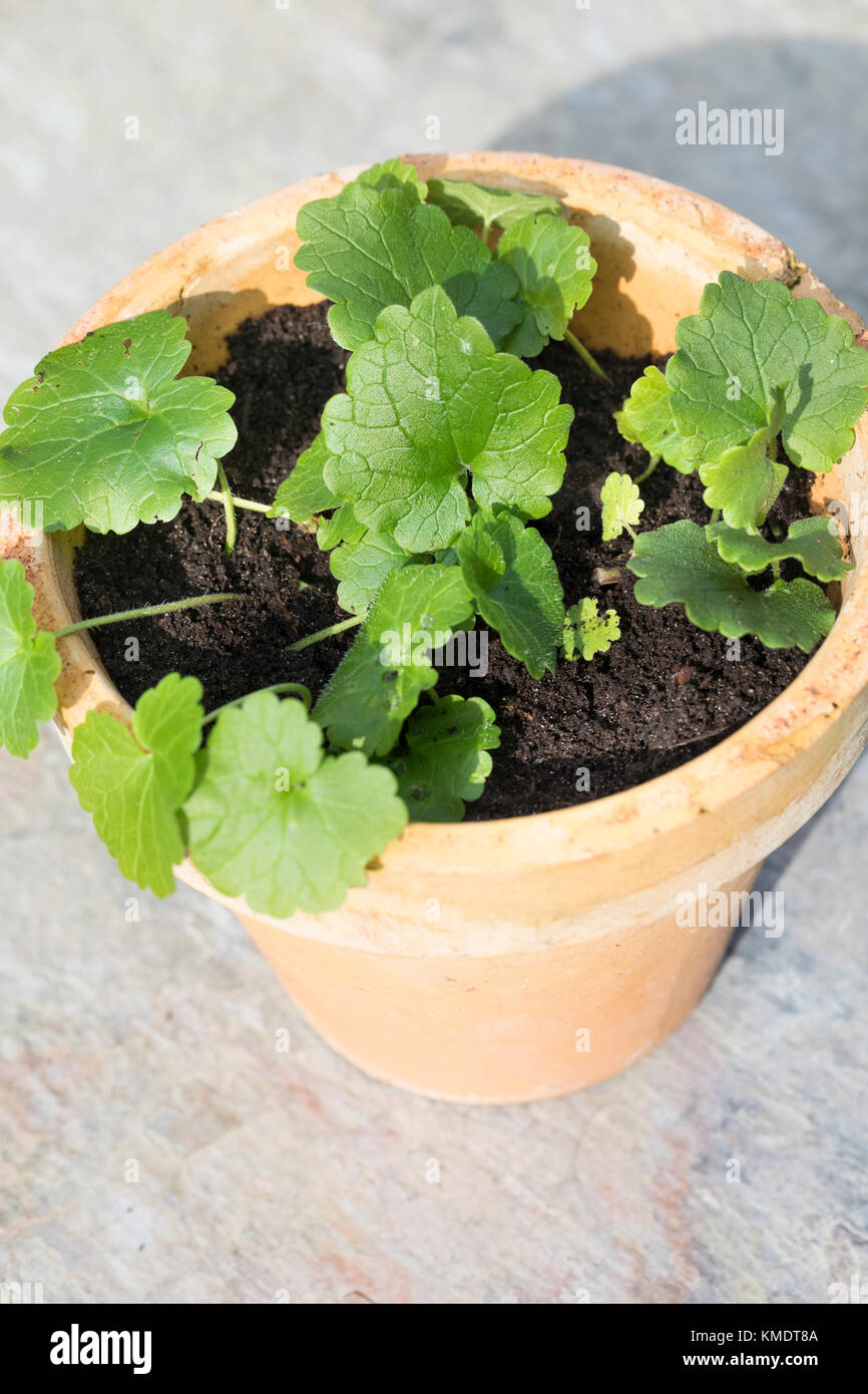 Gundermann, Ausläufer, Abbeger werden in Topf, Blumentopf gepflanzt, Eintopfen, Pflanzen, Einpflanzen, Gewöhnlicher Gundermann, Efeublättriger Gunderm Foto Stock